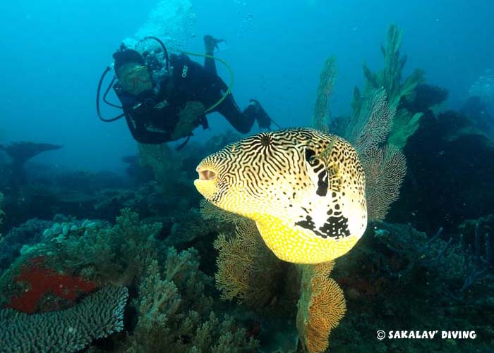 Nosy Be plateau diving sites